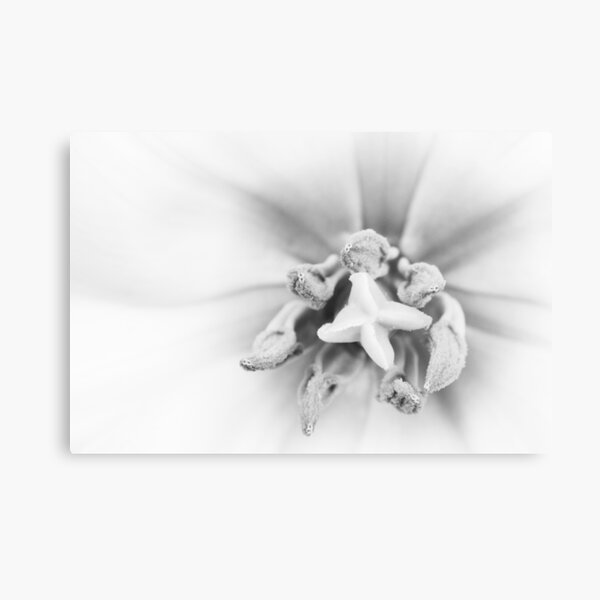 Macro Tulip Metal Print