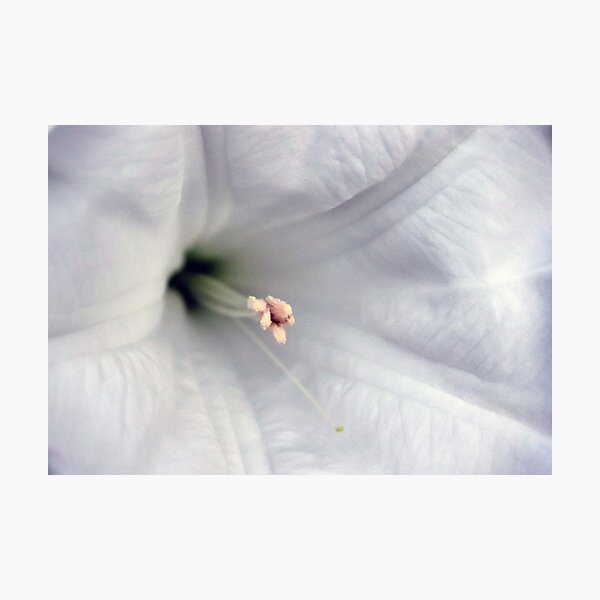 Aperçu de l'œuvre Moonflower créée et vendue par Boog Monst .