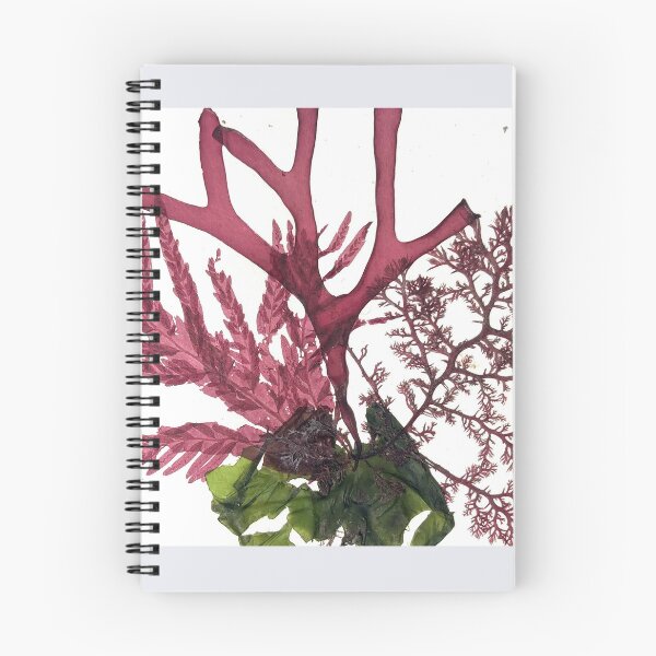 Aperçu de l'œuvre Collage d'algues rouges et vertes créée et vendue par phykos.