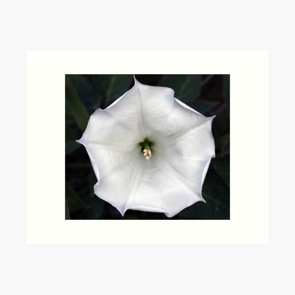 Aperçu de l'œuvre Moonflower créée et vendue par Boog Monst .