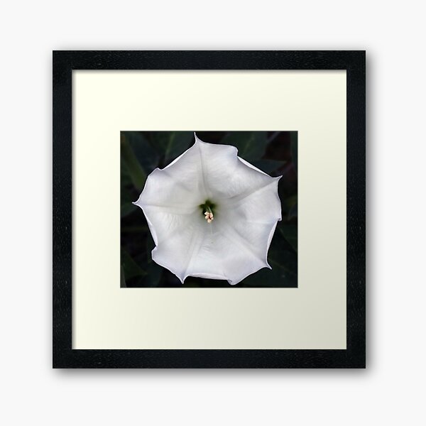 Aperçu de l'œuvre Moonflower créée et vendue par Boog Monst .