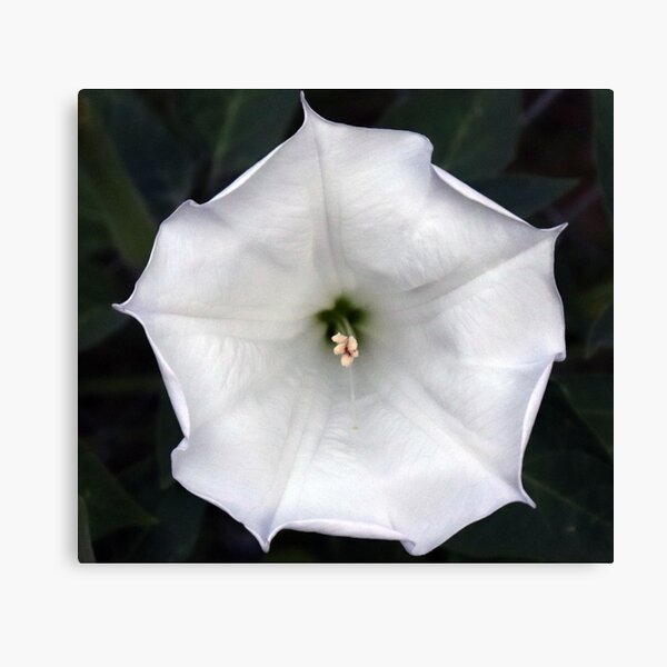Aperçu de l'œuvre Moonflower créée et vendue par Boog Monst .