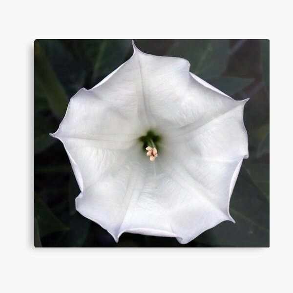 Aperçu de l'œuvre Moonflower créée et vendue par Boog Monst .