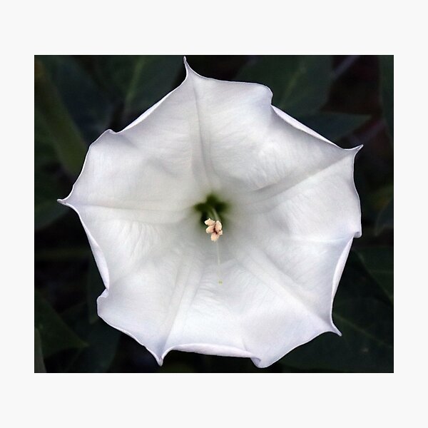 Aperçu de l'œuvre Moonflower créée et vendue par Boog Monst .