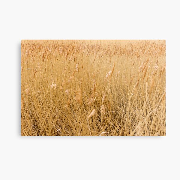 Windswept Grass Metal Print