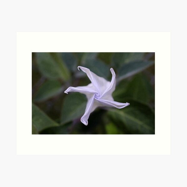 Aperçu de l'œuvre Moonflower créée et vendue par Boog Monst .