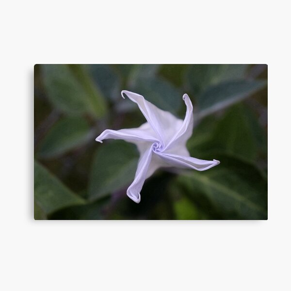 Aperçu de l'œuvre Moonflower créée et vendue par Boog Monst .