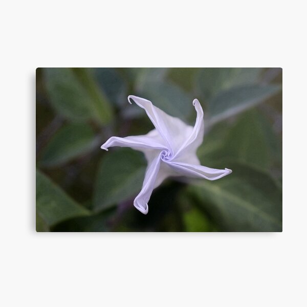 Aperçu de l'œuvre Moonflower créée et vendue par Boog Monst .