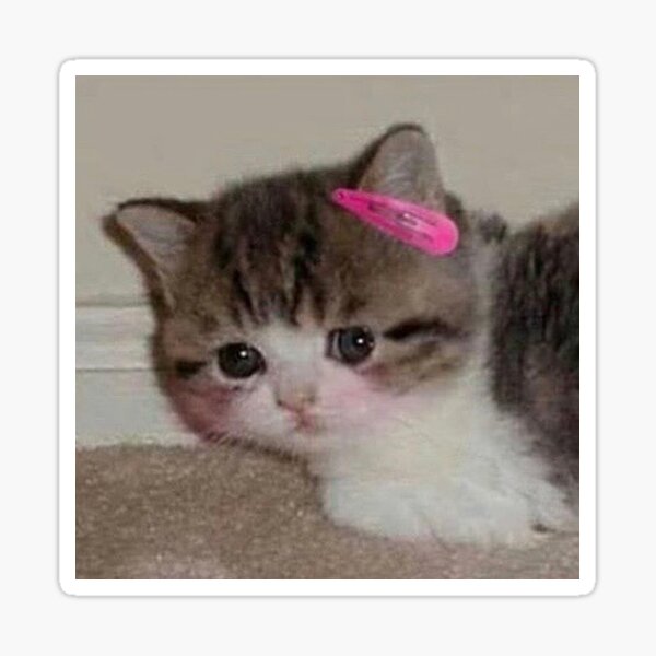 Aesthetic Cat Pfp Cute - Janel Star