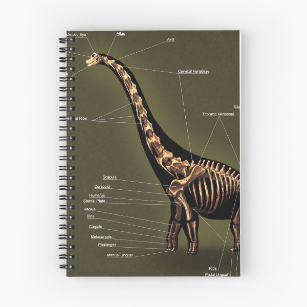 Item preview, Brachiosaurus Skeleton Study designed and sold by Thedragonofdoom.