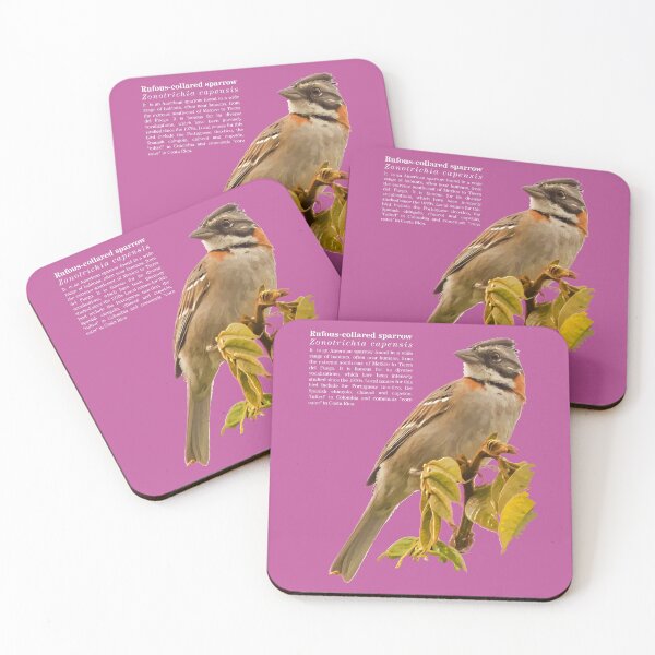 Item preview, Rufous-collared sparrow bird at dawn designed and sold by Mauricio Acosta.