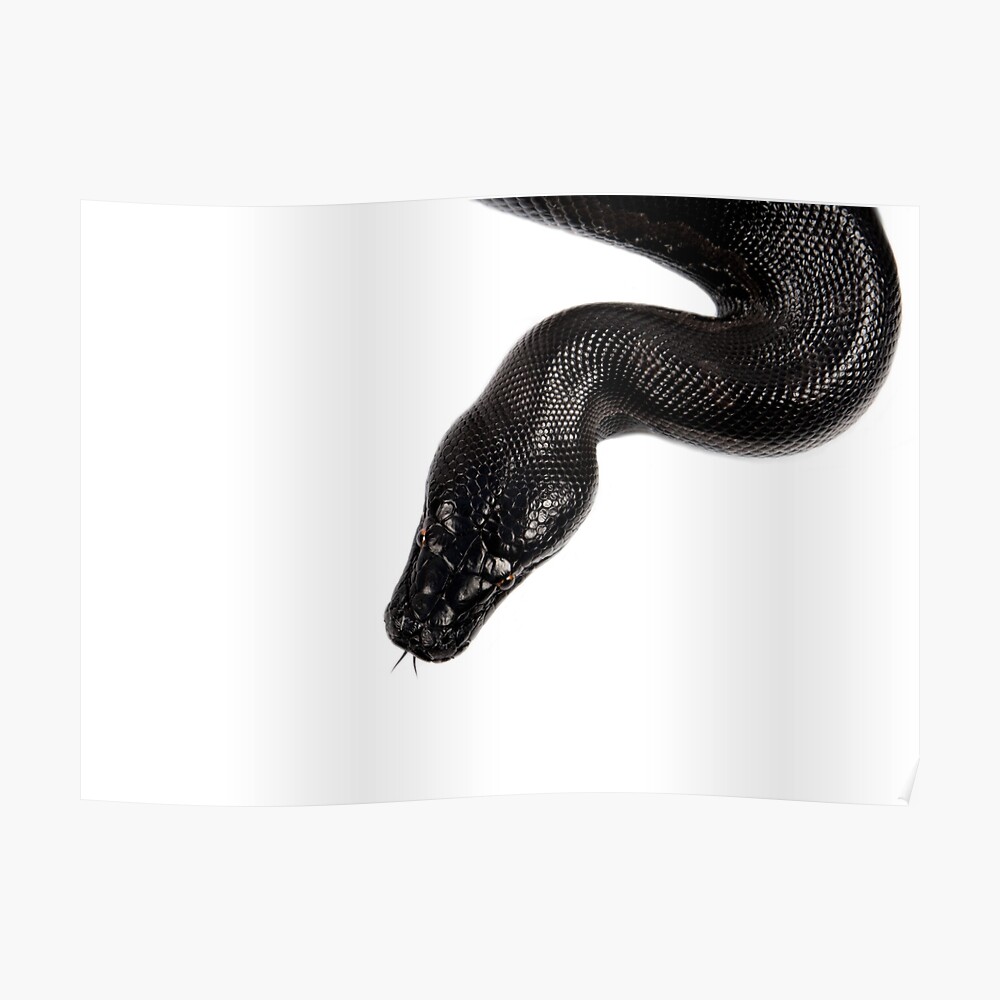 Black Blood Python Sticker By Morofenrir Redbubble