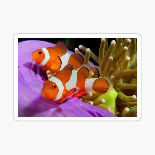 Two False Clown Anemonefish, Kapalai, Sabah, Malaysia Sticker