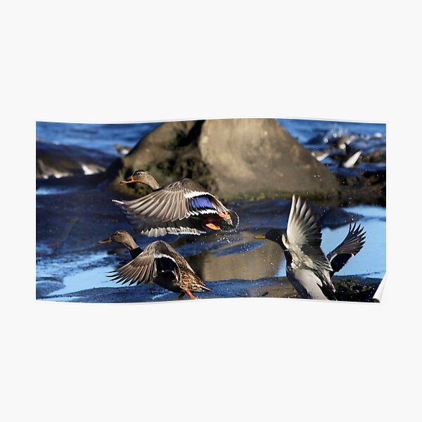 Mallard Surpise Poster
