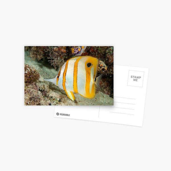 Beaked Coralfish, Kapalai, Sabah, Malaysia Postcard