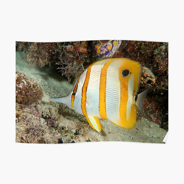 Beaked Coralfish, Kapalai, Sabah, Malaysia Poster
