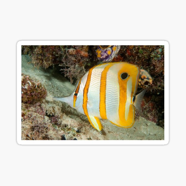 Beaked Coralfish, Kapalai, Sabah, Malaysia Sticker