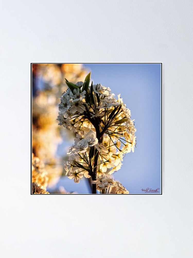 Thumbnail 1 of 3, Poster, Spring Flower - 1 designed and sold by ausigreybear.