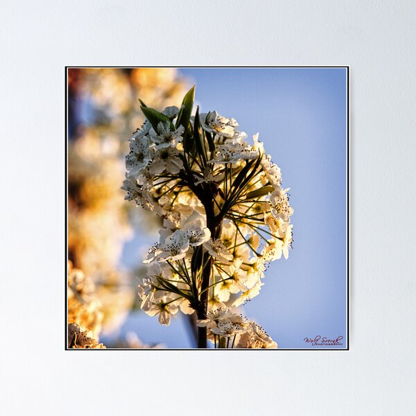 Artikelvorschau, Spring Flower - 1 entworfen und verkauft von Wolf Sverak Photography.