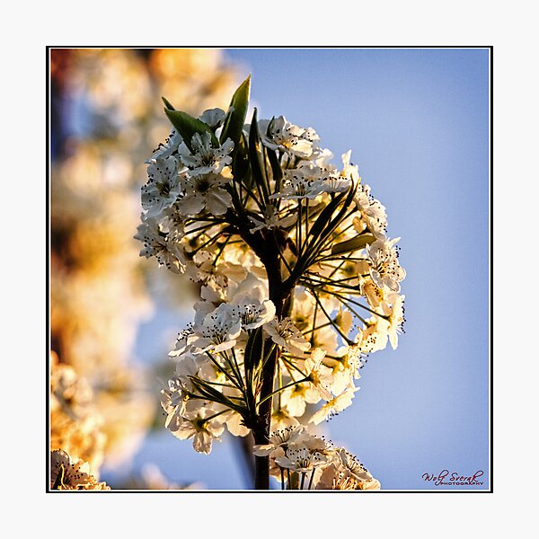 Artikelvorschau, Spring Flower - 1 entworfen und verkauft von Wolf Sverak Photography.