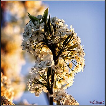 Artwork thumbnail, Spring Flower - 1 by Wolf Sverak Photography