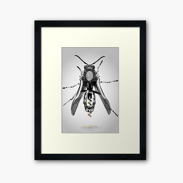 Avispa Sacacorchos Framed Art Print