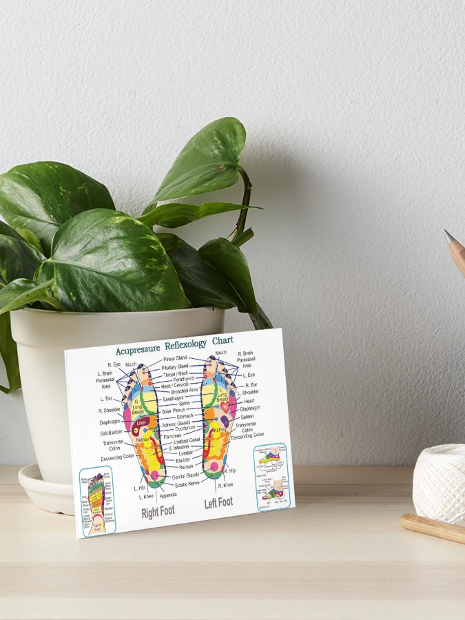 Lámina rígida for Sale con la obra «Mapa de reflexología y