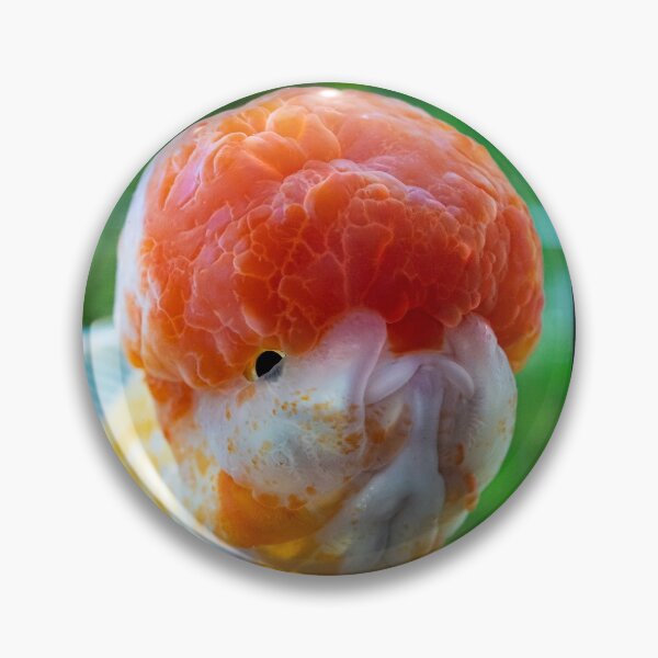 Item preview, A seriously handsome goldfish! designed and sold by GregDorney.