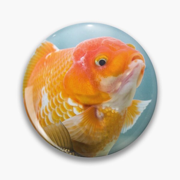 Item preview, Chocolate Orange Oranda Goldfish designed and sold by GregDorney.