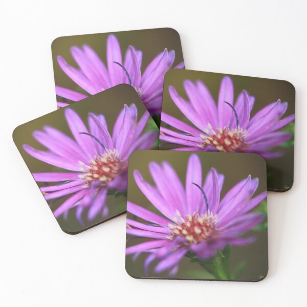 Item preview, Aster designed and sold by StampCity.