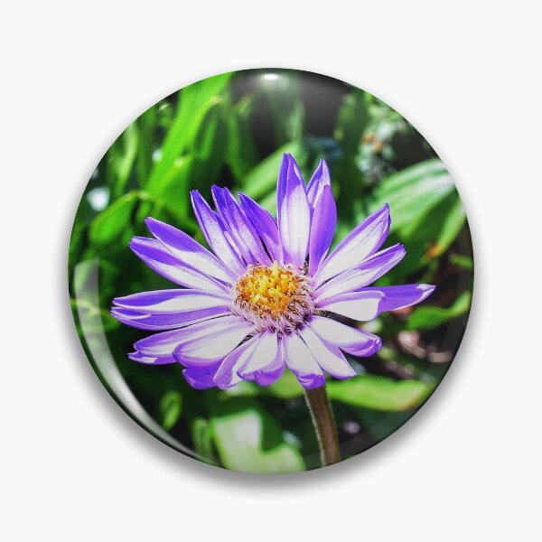 Aperçu de l'œuvre Aster violet créée et vendue par Dana Hardy.