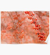 Candy Apples Poster