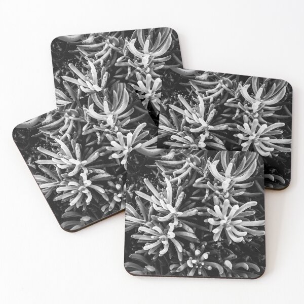Item preview, closeup succulent plant garden in black and white designed and sold by Mrvell.