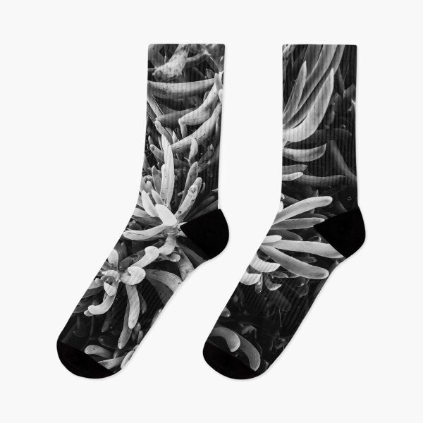 Item preview, closeup succulent plant garden in black and white designed and sold by Mrvell.