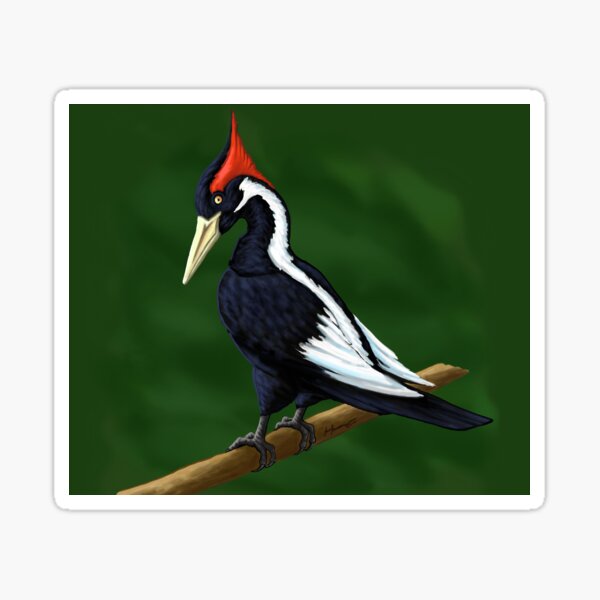 The Rarest Woodpecker (Ivory Billed Woodpecker) Sticker