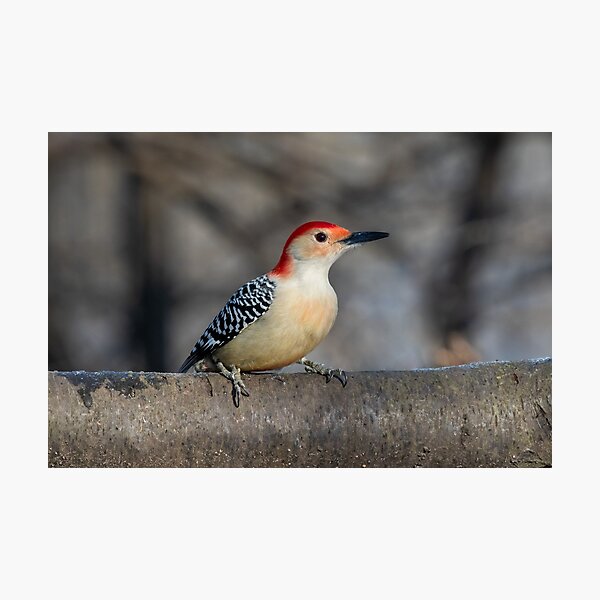 Red Headed Woodpecker Gouache and Watercolor Print Woodpecker Series Red Breasted Woodpecker