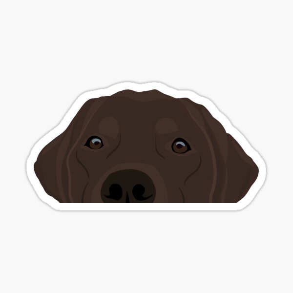 Curious Chocolate Labrador Sticker
