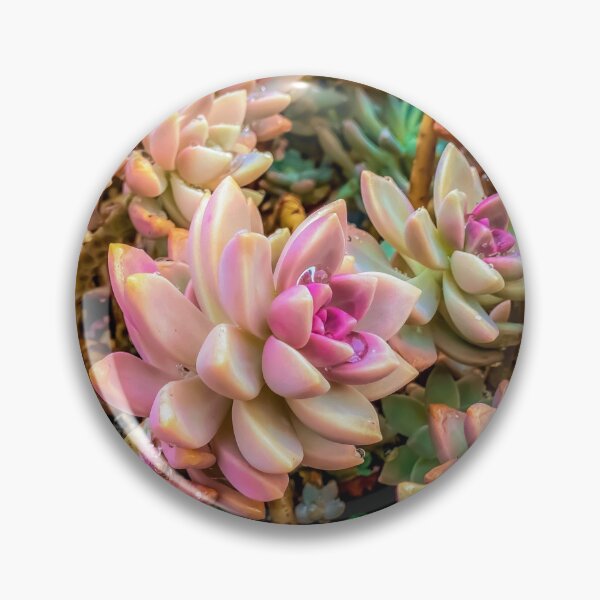 Item preview, closeup pink and green succulent plant garden designed and sold by Mrvell.
