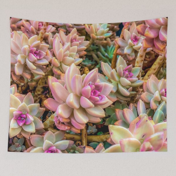 Item preview, closeup pink and green succulent plant garden designed and sold by Mrvell.