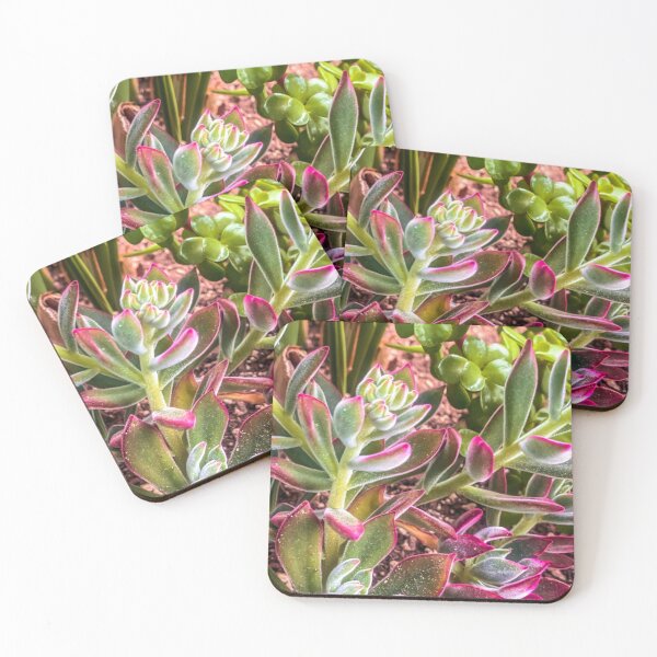 Item preview, closeup green and pink succulent garden designed and sold by Mrvell.