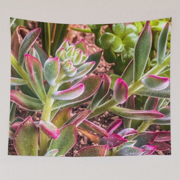 Item preview, closeup green and pink succulent garden designed and sold by Mrvell.