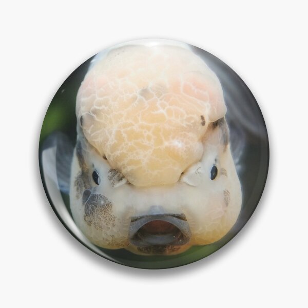 Artikelvorschau, Panda Oranda! entworfen und verkauft von GregDorney.
