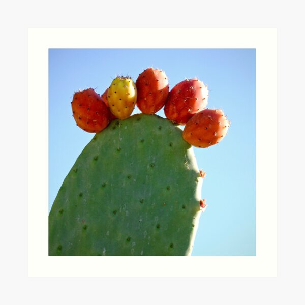 Cactus Fruit Art Prints Redbubble