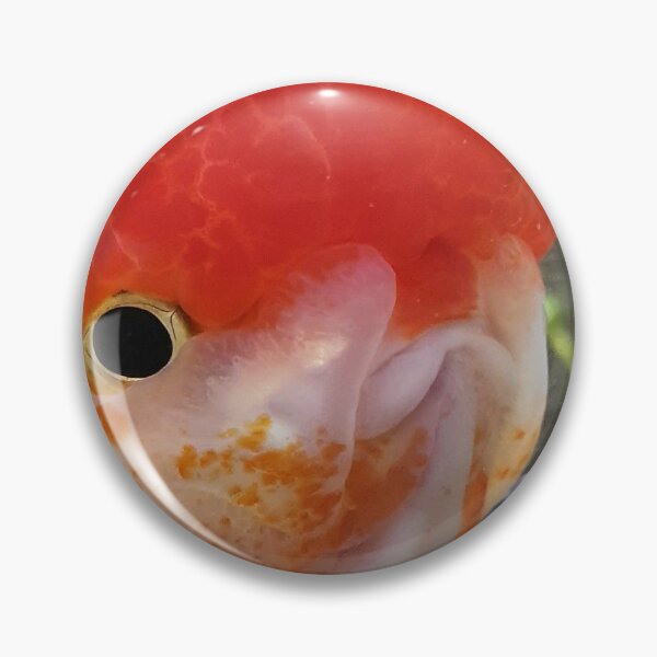 Item preview, Smiling Redcap Oranda designed and sold by GregDorney.