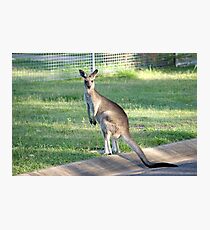 Kangaroo 1 Photographic Print