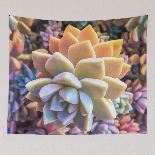 Item preview, closeup green and pink succulent plant designed and sold by Mrvell.