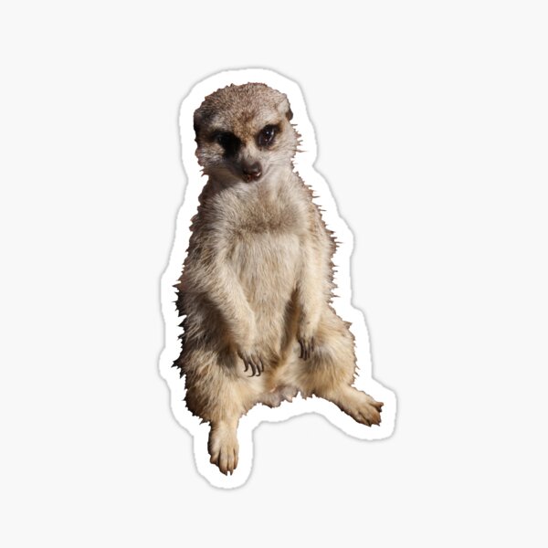 Mr Meerkat Sticker