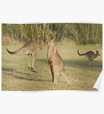 Kangaroo 2 Poster