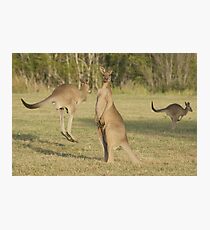 Kangaroo 2 Photographic Print