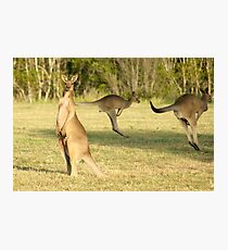 Kangaroo 3 Photographic Print
